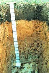 Bruntwood Soils
